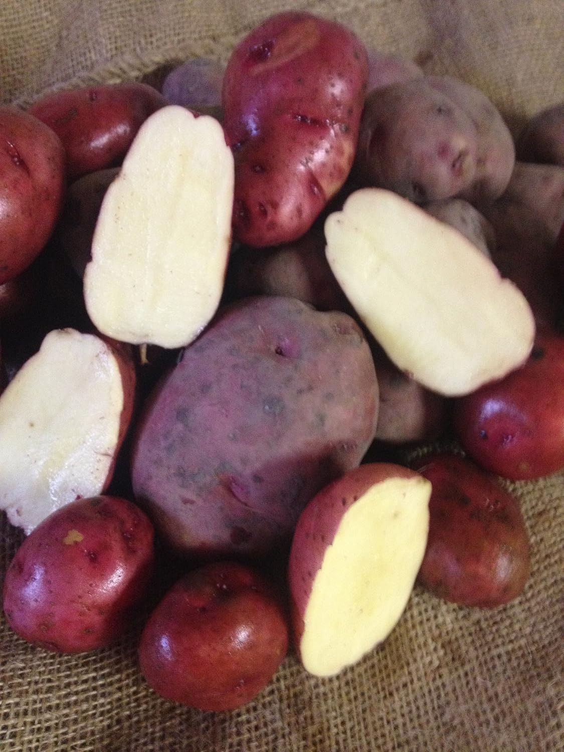 Red LaSoda (5 Lbs.), Seed Potato, , Certified Minnesota Grown