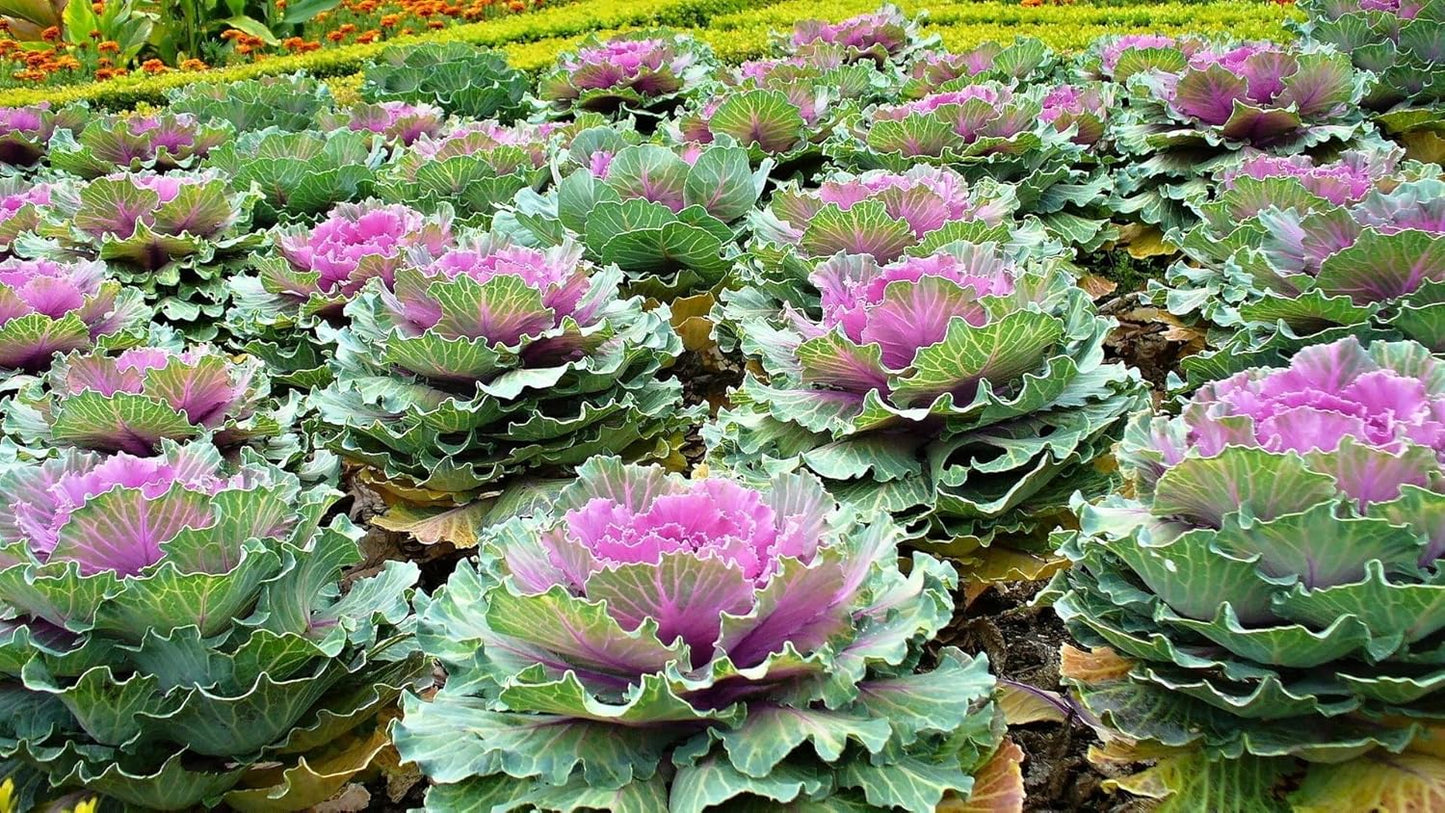 KIRA SEEDS Seeds Flowering Kale Large Leaf Mix - Heirloom Vegetable - GMO Free