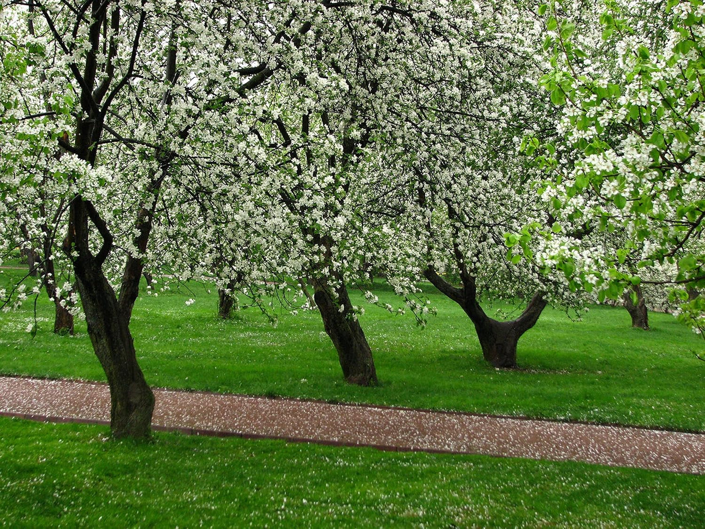 3 Gala Apple Tree - Grow Fresh Fruit - Live Plant Shipped Feet Tall by DAS Farms