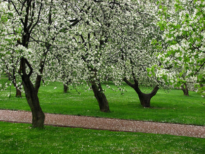 3 Gala Apple Tree - Grow Fresh Fruit - Live Plant Shipped Feet Tall by DAS Farms