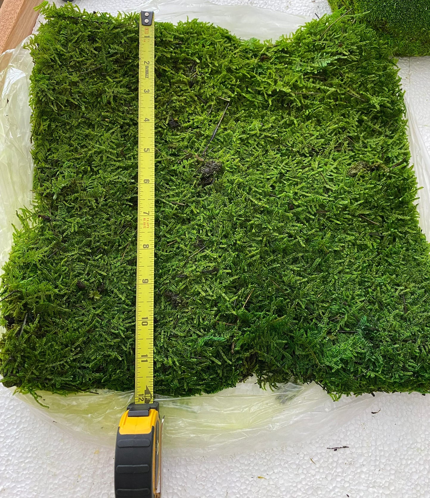 Prefleur Preserved Sheet Moss Natural Green Decorative Real Natural Green DIY Kit Gardenning Art Wall Decor Florist Decor Easter Table Decor Wedding 2 sq.ft.Green-B